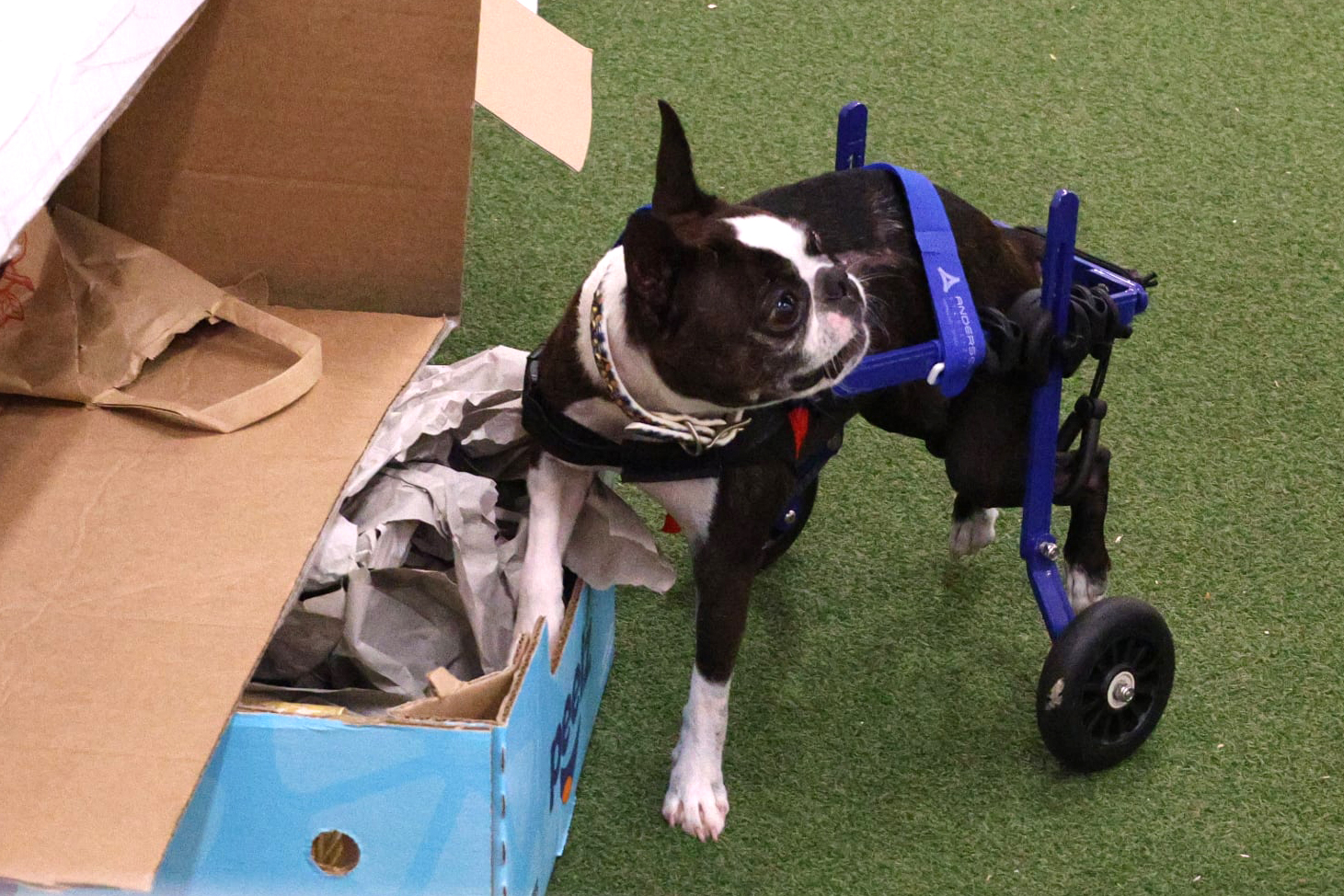 Impa, a Boston Terrier who competes using a wheelchair, sniffing an open search box in the ring