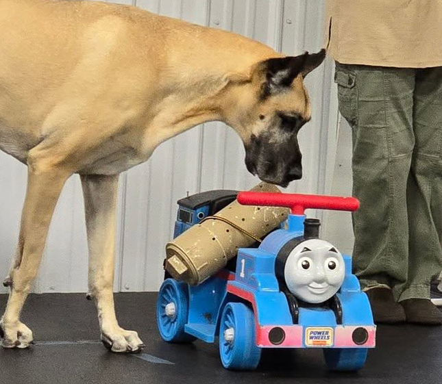 A Great Dane sniffing a scent tube on a toy car