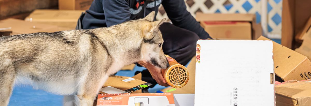 A dog jumping up to search a scent tube