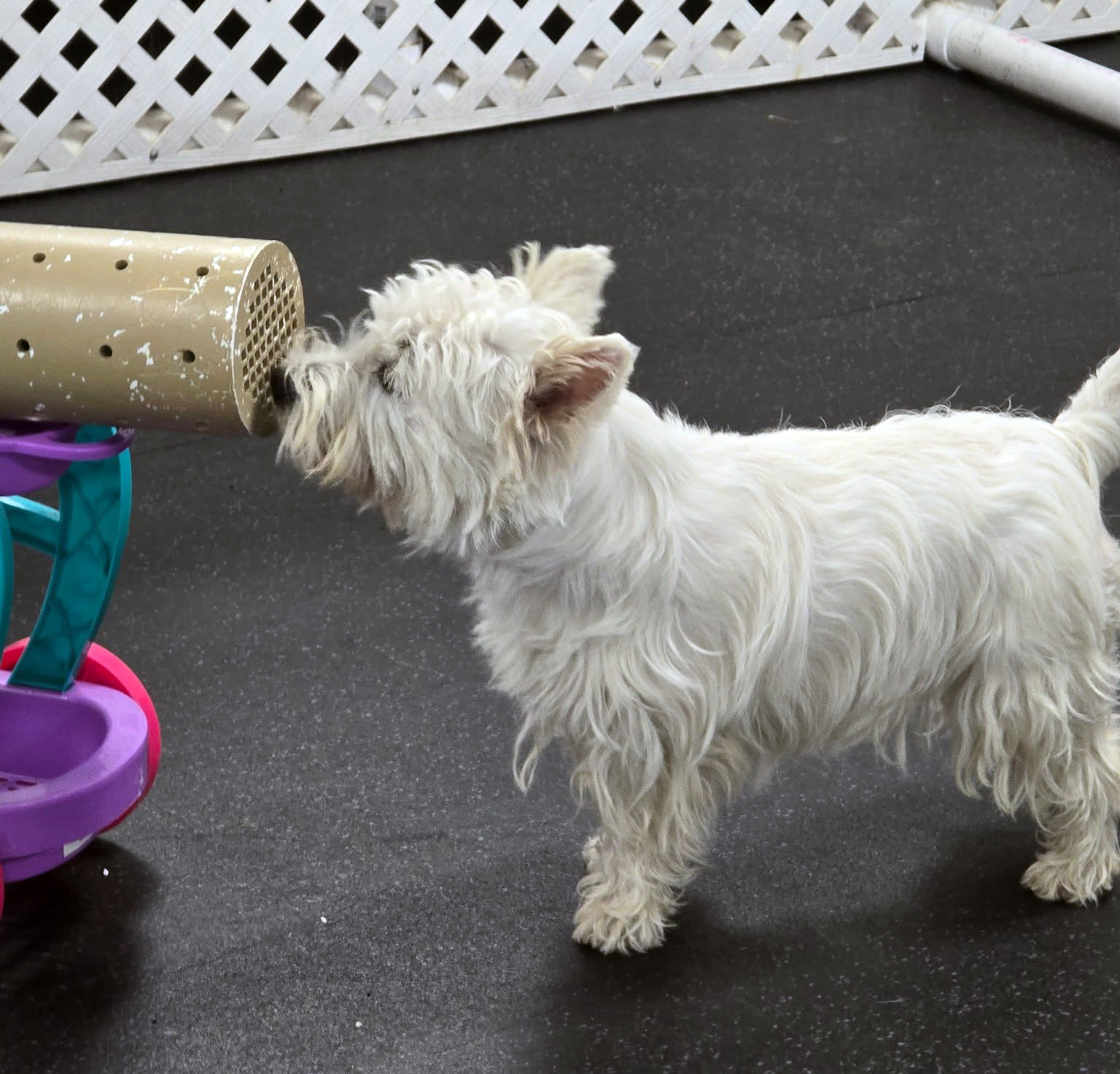 A West Highland Terrier sniffing a scent tube