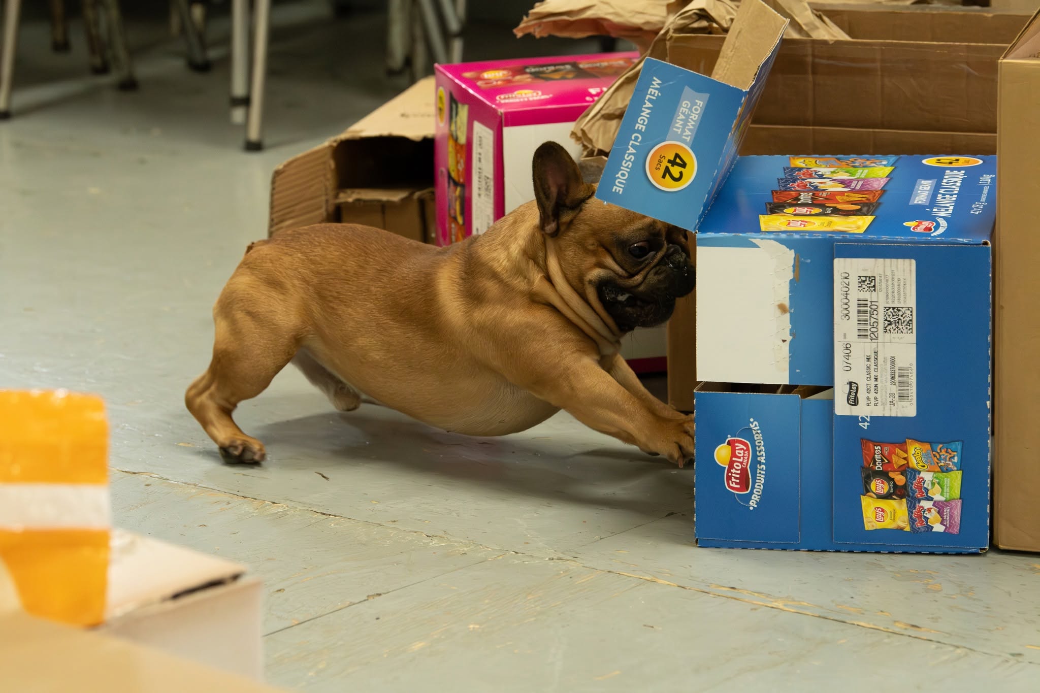 A French Bulldog searching cardboard boxes