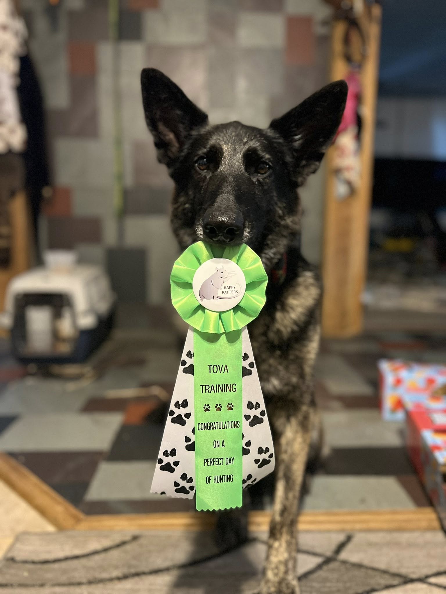 A dog holding a Happy Ratters ribbon after a successful hunt