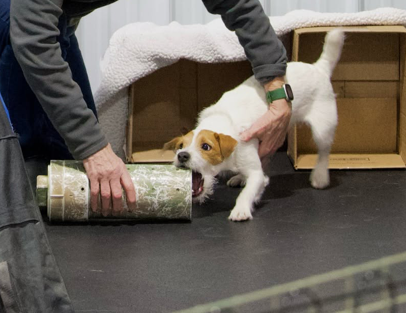 A Jack Russell Terrier alert at a scent tube