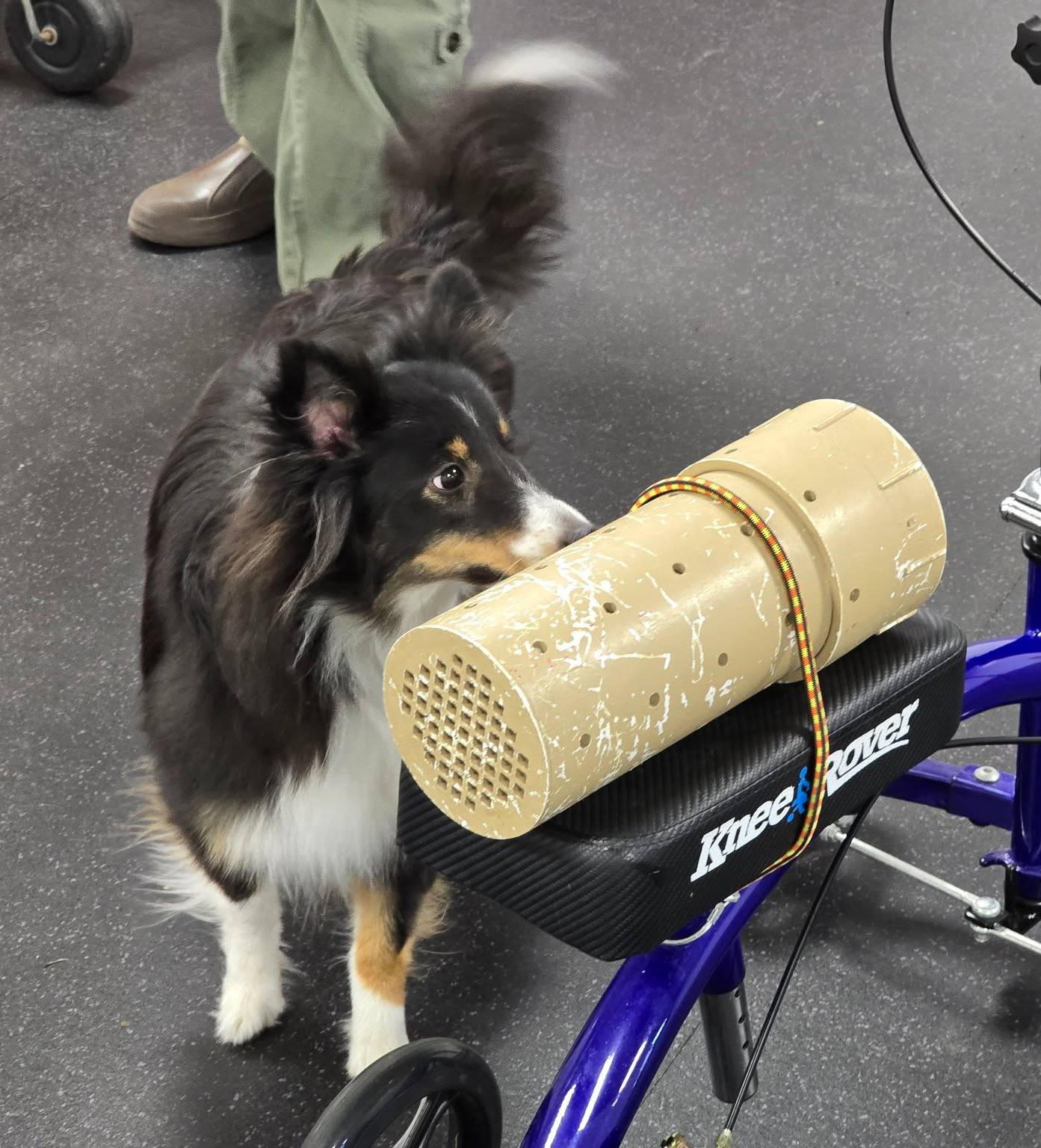 A Sheltie searching a scent tube