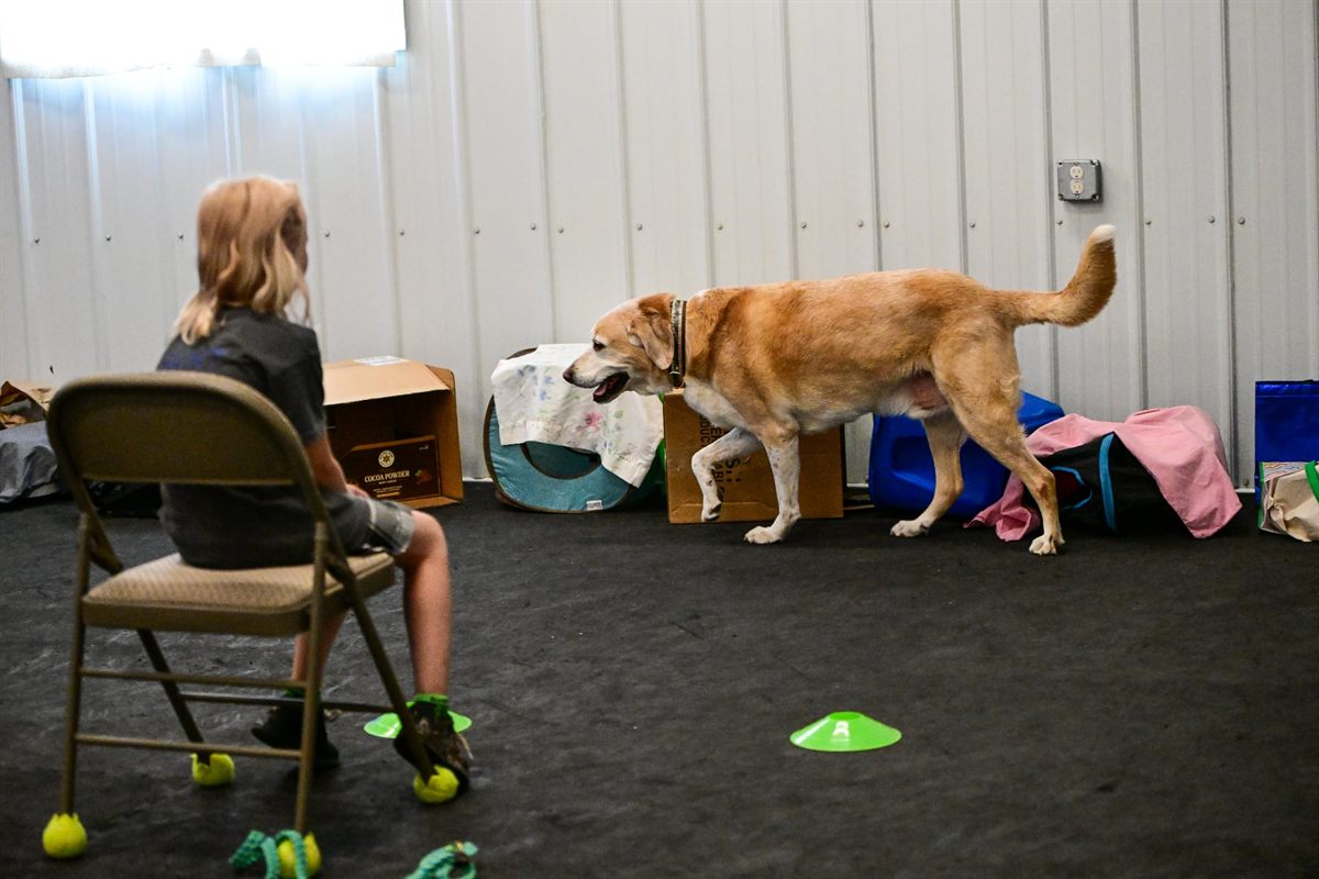 A young handler sitting in a folding chair, watching their yellow Labrador search boxes and bags along the wall of an indoor course