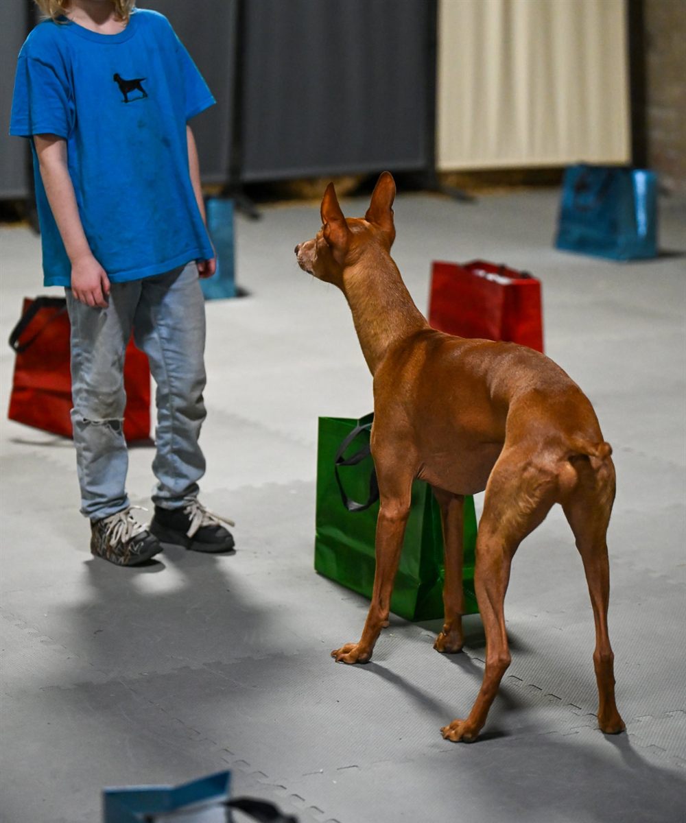 A young handler standing back and watching their tan sighthound work an indoor course of coloured gift bags