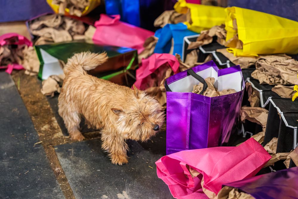 A terrier searching among brightly coloured bags at a Happy Ratters trial