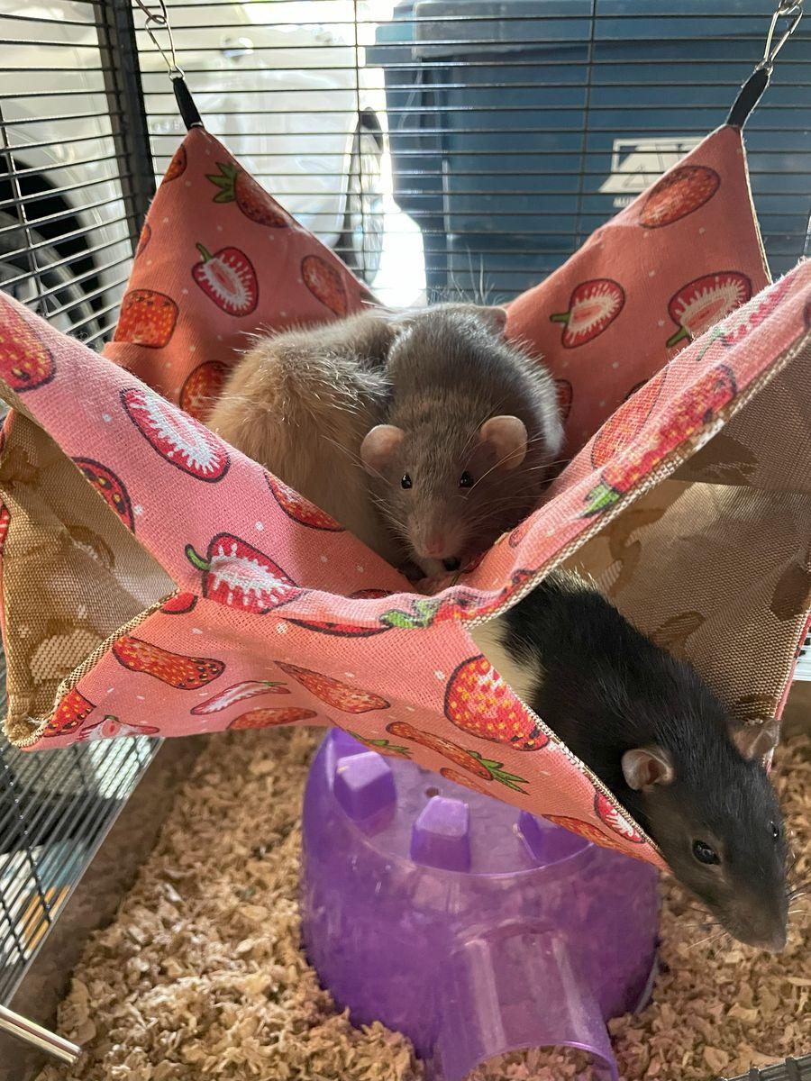 Two rats snuggled together in a hanging hammock bed