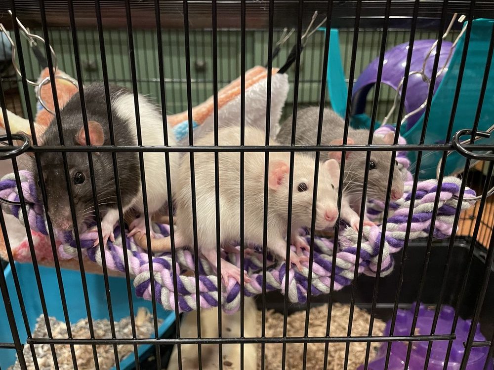 A group of rats resting together on a rope perch