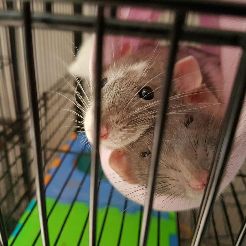 Two rats huddled close together for warmth