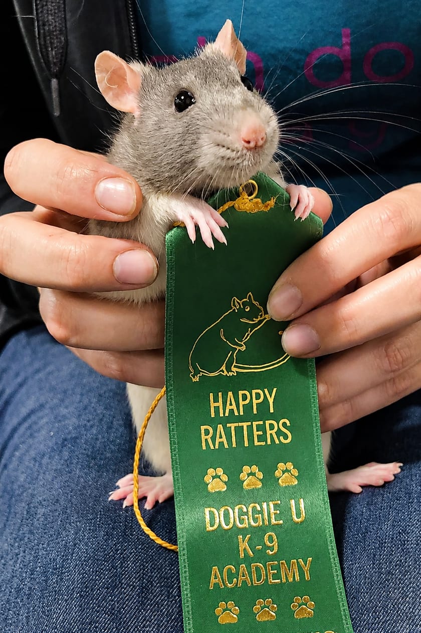 A grey-and-white rat held gently in a person's cupped hands, resting against a green Happy Ratters award ribbon