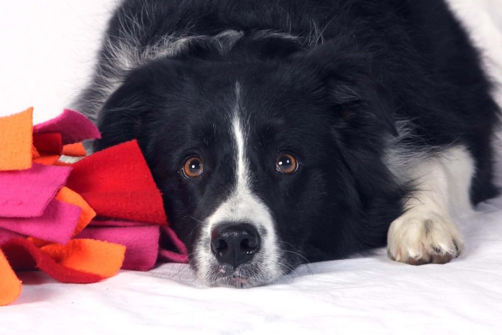 Sophie, a border collie, resting her head next to a colorful snuffle mat