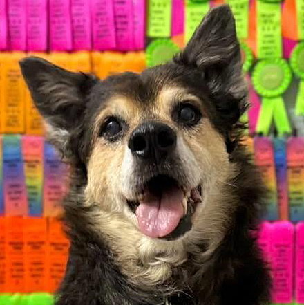 Edy, a smiling gray-muzzled senior dog, in front of a wall of colorful award ribbons