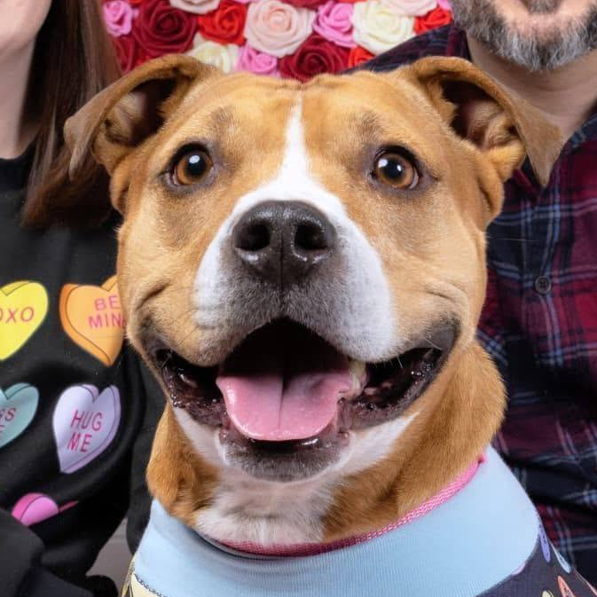 Willow, a smiling tan-and-white dog, in a close-up with her family